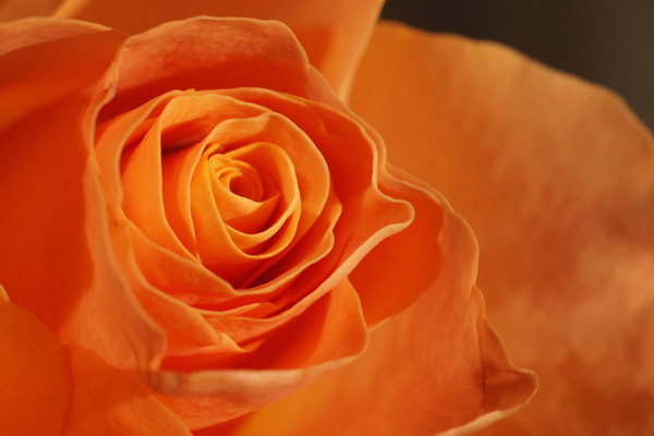Orange roses say fascination, excitement and desire