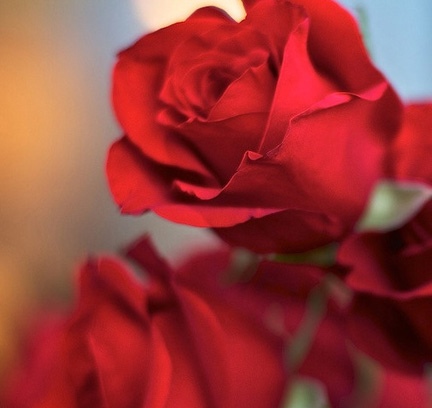 Red is truly the Lovers Rose