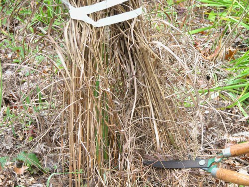 Cut back warm season ornamental grasses in Spring.