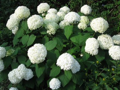 The Annabelle is one type of Hydrangea that can be pruned in early spring.
