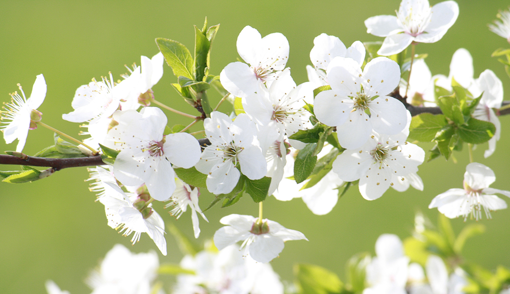 Apply a dormant oil treatment now to ensure beautiful spring blossoms.