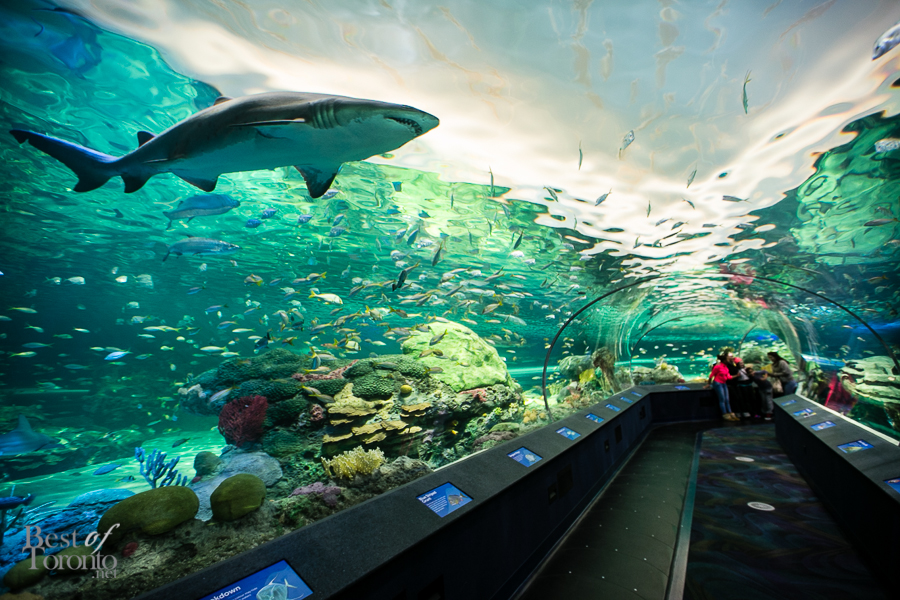 Discover your own underwater adventure at Ripley's Aquarium of Canada