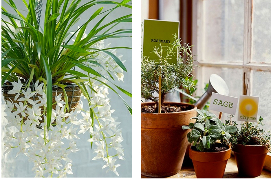 Indoor plants always bring a feeling of spring into the home.