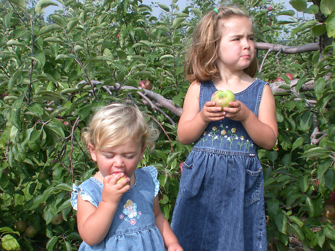 Apple Picking